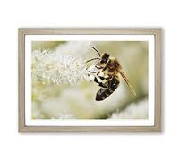 Big Box Art Bumble Bee Collecting Pollen (2) Framed Wall Art Picture Print Ready to Hang, Oak A2 (62 x 45 cm)