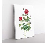 Big Box Art Burgundy Cabbage Rose by Pierre-Joseph Redoute Canvas Wall Art Print Ready to Hang Picture, 76 x 50 cm (30 x 20 Inch), White, Beige, Green, Purple, Pink