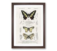 Big Box Art Butterfly Illustrations PL. 1 by Charles d' Orbigny Framed Wall Art Picture Print Ready to Hang, Walnut A2 (62 x 45 cm)