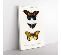 Big Box Art Butterfly Illustrations PL. 7 by Charles d' Orbigny Canvas Wall Art Print Ready to Hang Picture, 76 x 50 cm (30 x 20 Inch), White, Blue, Cream, Brown