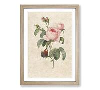 Big Box Art Butterfly & Pink Rose by Pierre-Joseph Redoute Framed Wall Art Picture Print Ready to Hang, Oak A2 (62 x 45 cm)