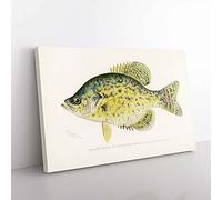 Big Box Art Calico Bass by Sherman F. Denton Canvas Wall Art Print Ready to Hang Picture, 76 x 50 cm (30 x 20 Inch), White, Yellow, Green