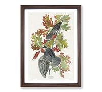 Big Box Art Canada Jay Birds by John James Audubon Framed Wall Art Picture Print Ready to Hang, Walnut A2 (62 x 45 cm)