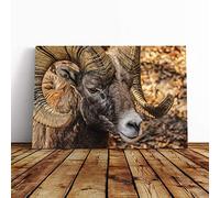 Big Box Art Canvas Print Wall Art Bighorn Ram Sheep | Mounted and Stretched Box Frame Picture | Home Decor for Kitchen, Living, Dining Room, Bedroom, Hallway, Multi-Colour, 30x20 Inch