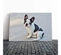 Big Box Art Canvas Print Wall Art Black and White French Bulldog Dog | Mounted & Stretched Box Frame Picture | Home Decor for Kitchen, Living Room, Bedroom, Hallway, Multi-Colour, 20x14 Inch
