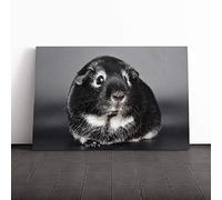 Big Box Art Canvas Print Wall Art Guinea Pig | Mounted and Stretched Box Frame Picture | Home Decor for Kitchen, Living, Dining Room, Bedroom, Hallway, Multi-Colour, 24x16 Inch