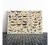 Big Box Art Canvas Print Wall Art Jan Van Kessel Butterflies and Insects 2 | Mounted & Stretched Box Frame Picture | Home Decor for Kitchen, Living Room, Bedroom, Hallway, Multi-Colour, 20x14 Inch