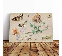 Big Box Art Canvas Print Wall Art Jan Van Kessel Butterflies and Insects | Mounted & Stretched Box Frame Picture | Home Decor for Kitchen, Living Room, Bedroom, Hallway, Multi-Colour, 30x20 Inch