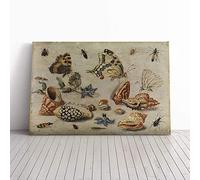 Big Box Art Canvas Print Wall Art Jan Van Kessel Shells, Butterflies and Insects | Mounted & Stretched Box Frame Picture | Home Decor for Kitchen, Living Room, Bedroom, Multi-Colour, 24x16 Inch