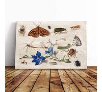 Big Box Art Canvas Print Wall Art Jan Van Kessel Still Life Insects | Mounted & Stretched Box Frame Picture | Home Decor for Kitchen, Living Room, Bedroom, Hallway, Multi-Colour, 24x16 Inch