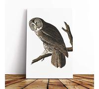 Big Box Art Canvas Print Wall Art John James Audubon Cinereous Owl | Mounted & Stretched Box Frame Picture | Home Decor for Kitchen, Living Room, Bedroom, Hallway, Multi-Colour, 24x16 Inch