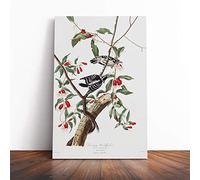 Big Box Art Canvas Print Wall Art John James Audubon Downy Woodpecker | Mounted & Stretched Box Frame Picture | Home Decor for Kitchen, Living Room, Bedroom, Hallway, Multi-Colour, 30x20 Inch