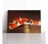 Big Box Art Canvas Print Wall Art King Snake | Mounted and Stretched Box Frame Picture | Home Decor for Kitchen, Living, Dining Room, Bedroom, Hallway, Multi-Colour, 30x20 Inch