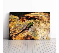 Big Box Art Canvas Print Wall Art Lizard Reptile (3) | Mounted and Stretched Box Frame Picture | Home Decor for Kitchen, Living, Dining Room, Bedroom, Hallway, Multi-Colour, 24x16 Inch