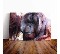 Big Box Art Canvas Print Wall Art Orangutan Monkey (2) | Mounted and Stretched Box Frame Picture | Home Decor for Kitchen, Living, Dining Room, Bedroom, Hallway, Multi-Colour, 30x20 Inch