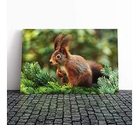 Big Box Art Canvas Print Wall Art Red Squirrel 6 | Mounted and Stretched Box Frame Picture | Home Decor for Kitchen, Living, Dining Room, Bedroom, Hallway, Multi-Colour, 24x16 Inch