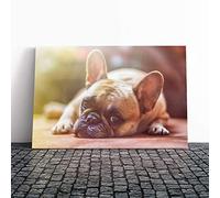 Big Box Art Canvas Print Wall Art Resting French Bulldog Dog | Mounted and Stretched Box Frame Picture | Home Decor for Kitchen, Living, Dining Room, Bedroom, Hallway, Multi-Colour, 30x20 Inch