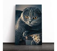 Big Box Art Canvas Print Wall Art Scottish Fold Cat | Mounted and Stretched Box Frame Picture | Home Decor for Kitchen, Living, Dining Room, Bedroom, Hallway, Multi-Colour, 24x16 Inch