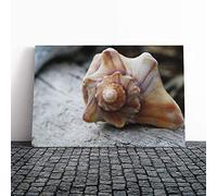 Big Box Art Canvas Print Wall Art Shell Seashell (1) | Mounted and Stretched Box Frame Picture | Home Decor for Kitchen, Living, Dining Room, Bedroom, Hallway, Multi-Colour, 20x14 Inch