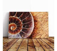 Big Box Art Canvas Print Wall Art Shell Seashell (2) | Mounted and Stretched Box Frame Picture | Home Decor for Kitchen, Living, Dining Room, Bedroom, Hallway, Multi-Colour, 30x20 Inch