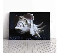 Big Box Art Canvas Print Wall Art Shell Seashell (3) | Mounted and Stretched Box Frame Picture | Home Decor for Kitchen, Living, Dining Room, Bedroom, Hallway, Multi-Colour, 30x20 Inch