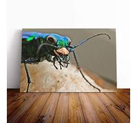 Big Box Art Canvas Print Wall Art Tiger Beetle Insect | Mounted and Stretched Box Frame Picture | Home Decor for Kitchen, Living, Dining Room, Bedroom, Hallway, Multi-Colour, 24x16 Inch