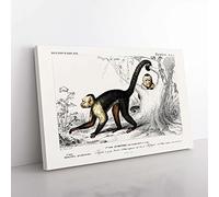 Big Box Art Capuchin Monkeys by Charles d' Orbigny Canvas Wall Art Print Ready to Hang Picture, 76 x 50 cm (30 x 20 Inch), White, Grey, Blue, Brown