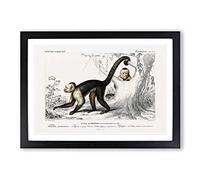 Big Box Art Capuchin Monkeys by Charles d' Orbigny Framed Wall Art Picture Print Ready to Hang, Black A2 (62 x 45 cm)
