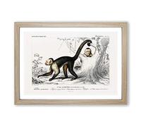 Big Box Art Capuchin Monkeys by Charles d' Orbigny Framed Wall Art Picture Print Ready to Hang, Oak A2 (62 x 45 cm)