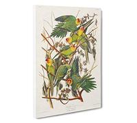 Big Box Art Carolina Parrots by John James Audubon Canvas Wall Art Framed Picture Print, 30 x 20 Inch (76 x 50 cm), White, Green, Yellow, Cream