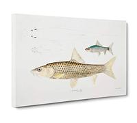 Big Box Art Carp Fish Illustrations by John Edward Gray Canvas Wall Art Framed Picture Print, 30 x 20 Inch (76 x 50 cm), White, Beige, Brown