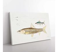 Big Box Art Carp Fish Illustrations by John Edward Gray Canvas Wall Art Print Ready to Hang Picture, 76 x 50 cm (30 x 20 Inch), White, Beige, Brown