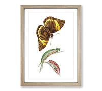 Big Box Art Caterpillar & Cassia Butterfly by George Shaw Framed Wall Art Picture Print Ready to Hang, Oak A2 (62 x 45 cm)