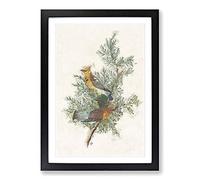 Big Box Art Cedar Birds by John James Audubon Framed Wall Art Picture Print Ready to Hang, Black A2 (62 x 45 cm)