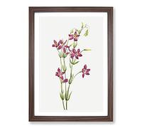 Big Box Art Centaurium by Mary Vaux Walcott Framed Wall Art Picture Print Ready to Hang, Walnut A2 (62 x 45 cm)