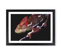 Big Box Art Chameleon Lizard Vol.2 Painting Framed Wall Art Picture Print Ready to Hang, Black A2 (62 x 45 cm)