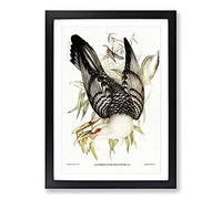 Big Box Art Channel Bill Cuckoo by Elizabeth Gould Framed Wall Art Picture Print Ready to Hang, Black A2 (62 x 45 cm)