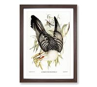 Big Box Art Channel Bill Cuckoo by Elizabeth Gould Framed Wall Art Picture Print Ready to Hang, Walnut A2 (62 x 45 cm)