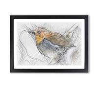 Big Box Art Charming Robin Bird Sketch Framed Wall Art Picture Print Ready to Hang, Black A2 (62 x 45 cm)
