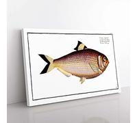 Big Box Art Chinese Herring Fish by M.E. Bloch Canvas Wall Art Print Ready to Hang Picture, 76 x 50 cm (30 x 20 Inch), White, Yellow, Brown, Red