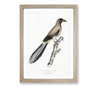 Big Box Art Chinese Magpie by John Edward Gray Framed Wall Art Picture Print Ready to Hang, Oak A2 (62 x 45 cm)