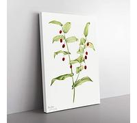 Big Box Art Clasping Twisted Stalk by Mary Vaux Walcott Canvas Wall Art Print Ready to Hang Picture, 76 x 50 cm (30 x 20 Inch), White, Green, Green