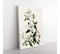 Big Box Art Clematis Flowers by Sarah Featon Canvas Wall Art Print Ready to Hang Picture, 76 x 50 cm (30 x 20 Inch), White, Black, Grey, Green