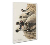 Big Box Art Cliff Swallows by John James Audubon Canvas Wall Art Framed Picture Print, 30 x 20 Inch (76 x 50 cm), White, Brown, Green, Brown, Black