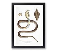 Big Box Art Cobra Capella Snake Illustration by John Edward Gray Framed Wall Art Picture Print Ready to Hang, Black A2 (62 x 45 cm)
