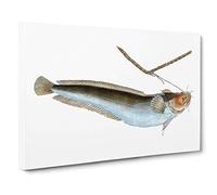 Big Box Art Cod Fish on The Line by Edward Donovan Canvas Wall Art Framed Picture Print, 30 x 20 Inch (76 x 50 cm), White, Grey, Brown, Blue