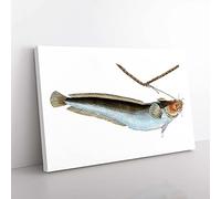 Big Box Art Cod Fish on The Line by Edward Donovan Canvas Wall Art Print Ready to Hang Picture, 76 x 50 cm (30 x 20 Inch), White, Grey, Brown, Blue