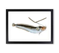 Big Box Art Cod Fish on The Line by Edward Donovan Framed Wall Art Picture Print Ready to Hang, Black A2 (62 x 45 cm)