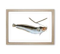 Big Box Art Cod Fish on The Line by Edward Donovan Framed Wall Art Picture Print Ready to Hang, Oak A2 (62 x 45 cm)