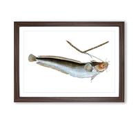 Big Box Art Cod Fish on The Line by Edward Donovan Framed Wall Art Picture Print Ready to Hang, Walnut A2 (62 x 45 cm)